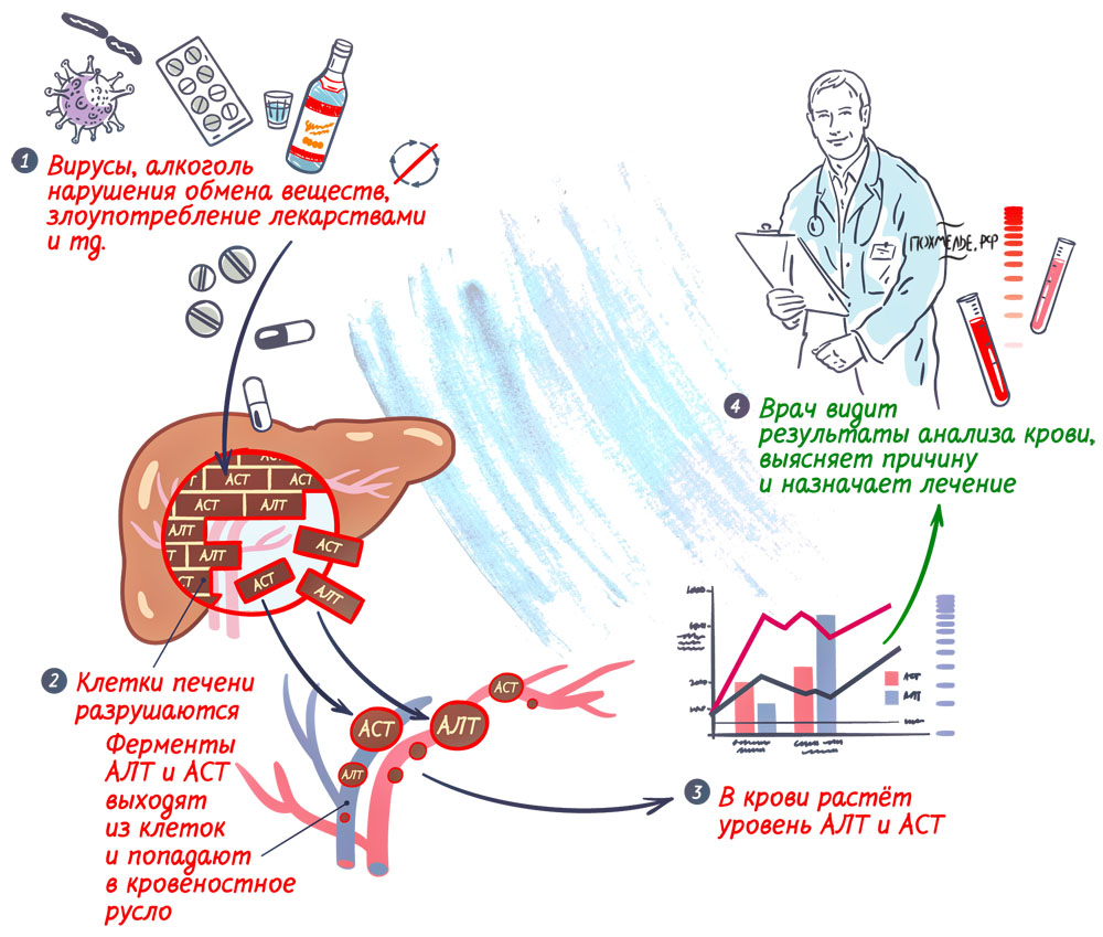 Биохимический анализ крови норма АЛТ и АСТ