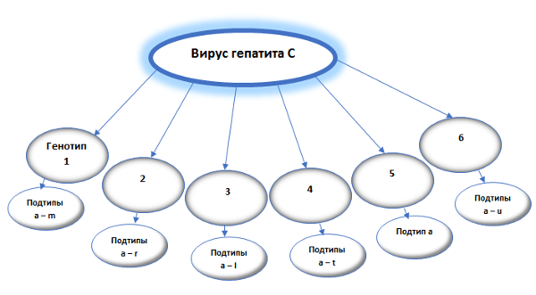 Диагностирование РНК вируса гепатита С с разными генотипами