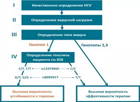 Генотипы гепатита С. Лечение генотипов
